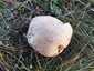 Pikkelyes pöfeteg (Lycoperdon utriforme), Budai-hegység